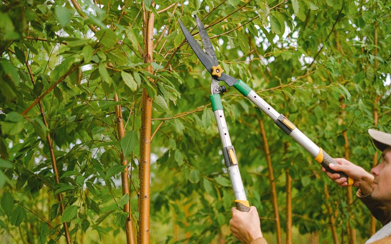 Tree trimming in Bajadero, PR